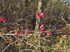 Coralberry (Symphoricarpos orbiculatus)