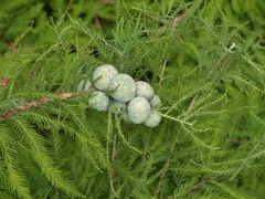 Bald Cypress (Taxodium distichum)