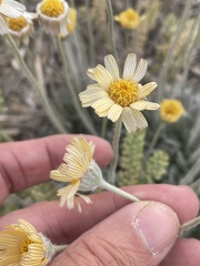 Four-Nerve Daisy (Tetraneuris scaposa)