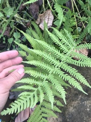 River Fern (Thelypteris kunthii)