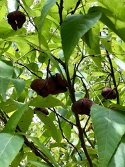 Mexican Buckeye (Ungnadia speciosa)