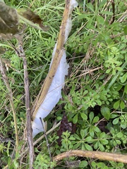 Frostweed (Verbesina virginica)