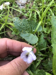 Missouri Violet (Viola missouriensis)