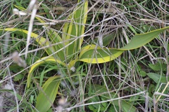 Twistleaf Yucca (Yucca rupicola)
